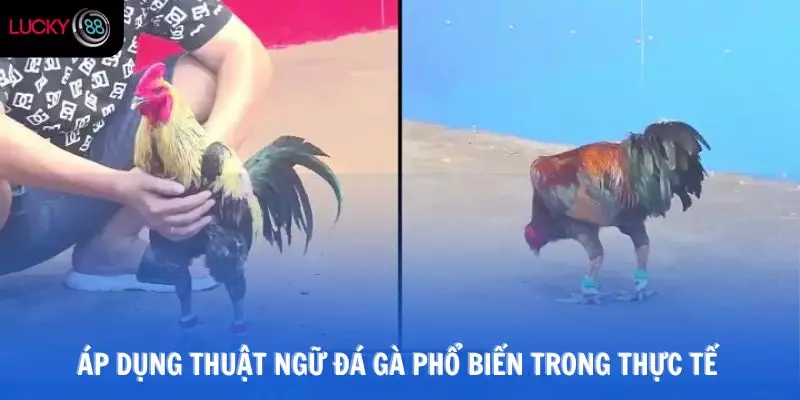 Áp dụng thuật ngữ đá gà phổ biến trong thực tế