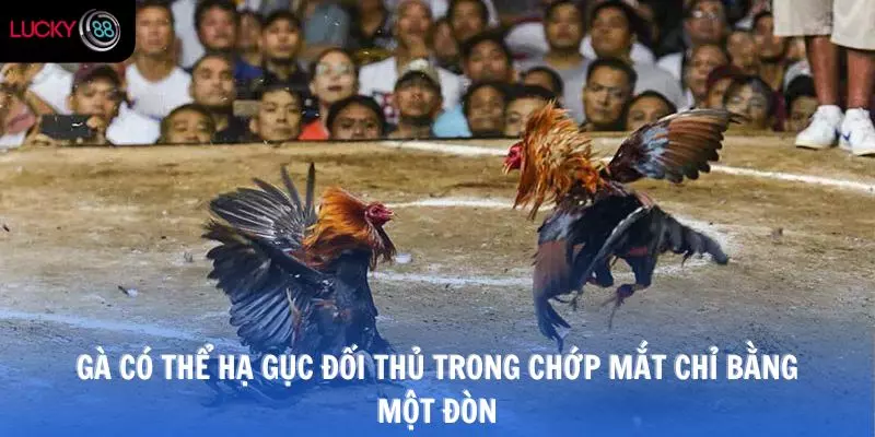 Gà có thể hạ gục đối thủ trong chớp mắt chỉ bằng một đòn
