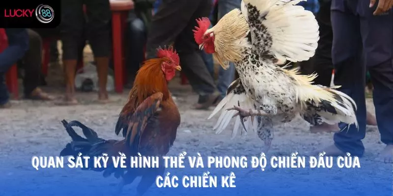 Quan sát kỹ về hình thể và phong độ chiến đấu của các chiến kê