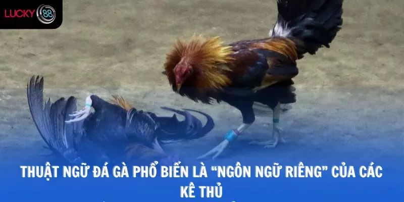 Thuật ngữ đá gà phổ biến là “ngôn ngữ riêng” của các kê thủ